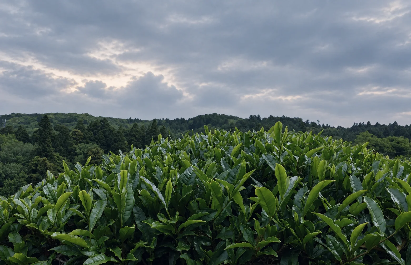 柔らかな朝の光の中の茶葉
